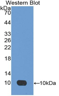 Polyclonal Antibody to Apelin (APLN)