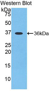 Biotin-Linked Polyclonal Antibody to Apelin (APLN)