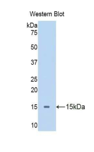 Polyclonal Antibody to Apelin (APLN)