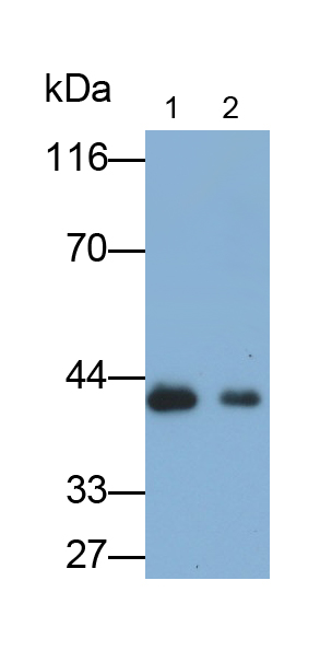 Polyclonal Antibody to Low Density Lipoprotein Receptor Related Protein Associated Protein 1 (LRPAP1)