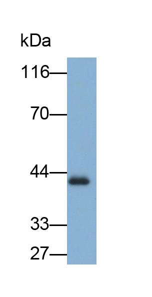 Polyclonal Antibody to Low Density Lipoprotein Receptor Related Protein Associated Protein 1 (LRPAP1)