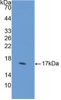 Polyclonal Antibody to Hedgehog Homolog, Desert (DHH)