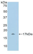 Polyclonal Antibody to Urocortin 3 (UCN3)