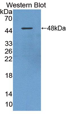 Polyclonal Antibody to Cholinergic Receptor, Nicotinic, Alpha 10 (CHRNa10)