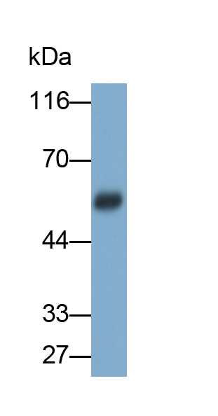 Polyclonal Antibody to Nucleobindin 2 (NUCB2)