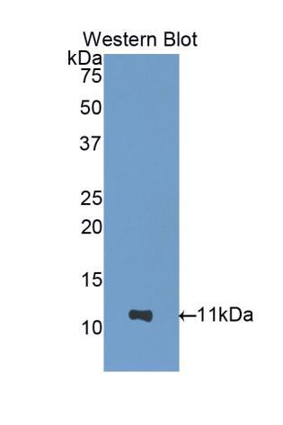 Polyclonal Antibody to Nucleobindin 2 (NUCB2)