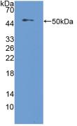 Polyclonal Antibody to Nucleobindin 2 (NUCB2)