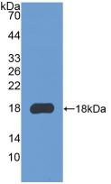 Polyclonal Antibody to Collagen Type III Alpha 1 (COL3a1)