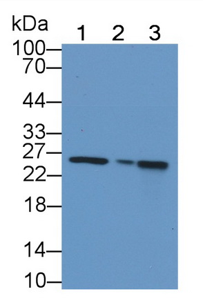 PAD284Ra01.jpg