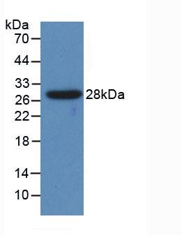 Polyclonal Antibody to Cytochrome P450 1A1 (CYP1A1)