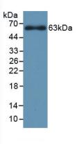 Polyclonal Antibody to Cytochrome P450 1A1 (CYP1A1)