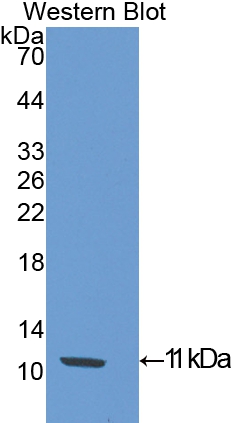 Polyclonal Antibody to Slit Homolog 3 (Slit3)