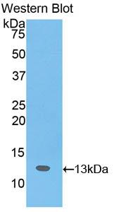 Polyclonal Antibody to Slit Homolog 3 (Slit3)