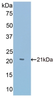 Polyclonal Antibody to Slit Homolog 1 (Slit1)