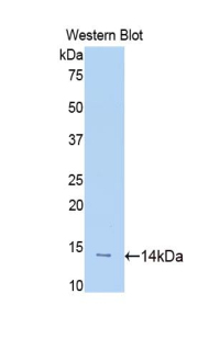 Polyclonal Antibody to Slit Homolog 1 (Slit1)