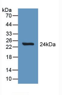 Polyclonal Antibody to Slit Homolog 1 (Slit1)