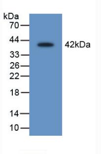 Polyclonal Antibody to Leukocyte Elastase Inhibitor (LEI)