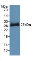 Polyclonal Antibody to Pronociceptin (PNOC)