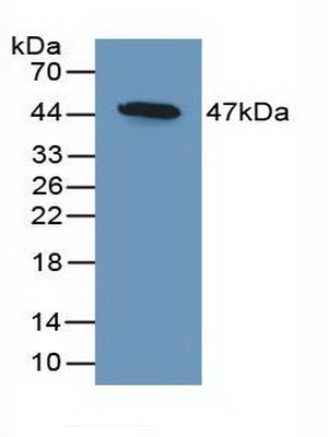 Polyclonal Antibody to Dickkopf Related Protein 3 (DKK3)