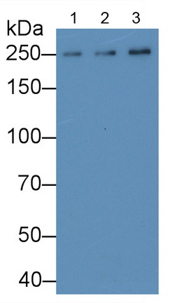 Polyclonal Antibody to Myosin Heavy Chain 7, Cardiac Muscle, Beta (MYH7)