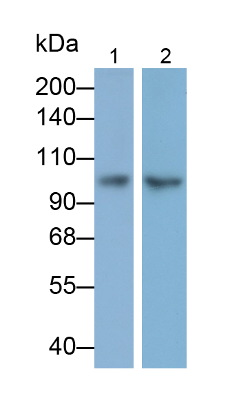 Polyclonal Antibody to Myosin Heavy Chain 9, Non Muscle (MYH9)