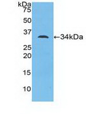 PAD433Mu01.jpg