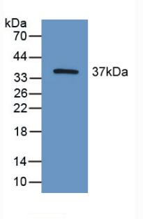 Polyclonal Antibody to Hypoxia Inducible Factor 2 Alpha (HIF2a)