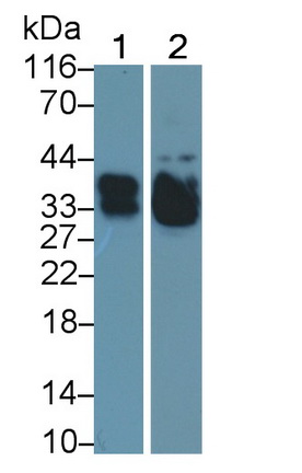 Polyclonal Antibody to Surfactant Associated Protein A2 (SPA2)