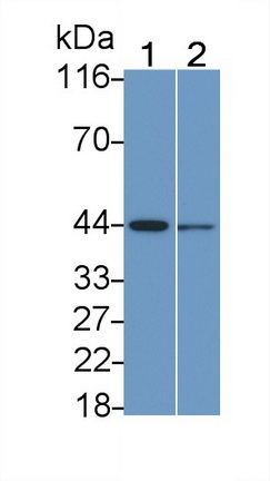 PAD562Hu01.jpg