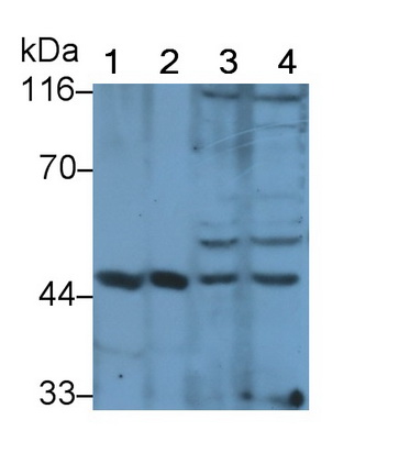 Polyclonal Antibody to Mitogen Activated Protein Kinase Kinase 2 (MAP2K2)