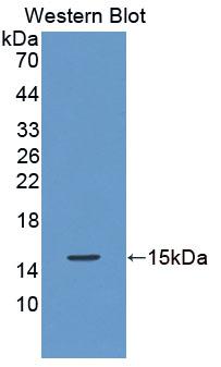 Polyclonal Antibody to Preprooxytocin (OT)