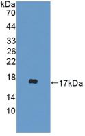 Polyclonal Antibody to D-Dopachrome Tautomerase (DDT)