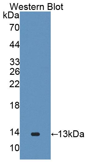 Polyclonal Antibody to Galanin Like Peptide (GALP)