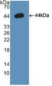 Polyclonal Antibody to Arginase II (Arg2)