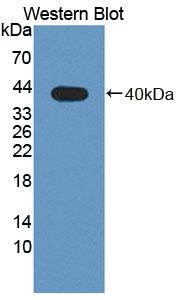 Polyclonal Antibody to Phospholipid Scramblase 4 (PLSCR4)