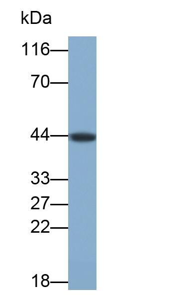 Polyclonal Antibody to Branched Chain Aminotransferase 2, Mitochondrial (BCAT2)