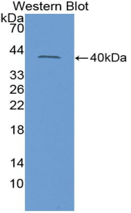 Polyclonal Antibody to Insulin Like Protein 3 (INSL3)