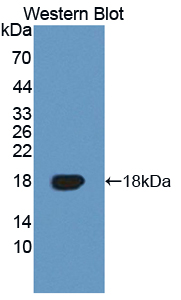 Polyclonal Antibody to Tumor Necrosis Factor Receptor Superfamily, Member 19 (TNFRSF19)