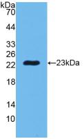 Polyclonal Antibody to Peptidoglycan Recognition Protein 1 (PGLYRP1)