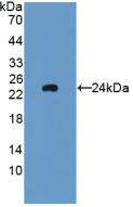Polyclonal Antibody to Glutathione Peroxidase 5 (GPX5)