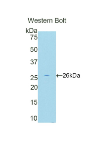 Polyclonal Antibody to CREB Binding Protein (CREBBP)