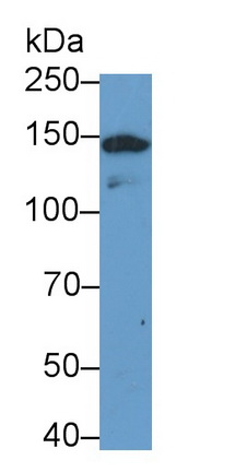 Polyclonal Antibody to Perilipin 4 (PLIN4)