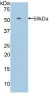 Polyclonal Antibody to Ephrin A4 (EFNA4)