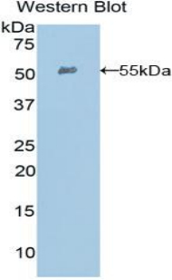 Polyclonal Antibody to Ephrin A4 (EFNA4)