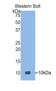 Polyclonal Antibody to Defensin Alpha 3, Neutrophil Specific (DEFa3)