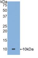 Polyclonal Antibody to Defensin Alpha 3, Neutrophil Specific (DEFa3)