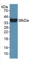 Polyclonal Antibody to Defensin Alpha 4, Corticostatin (DEFa4)