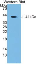 Polyclonal Antibody to Defensin Alpha 4, Corticostatin (DEFa4)