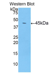 Polyclonal Antibody to Lipocalin 8 (LCN8)