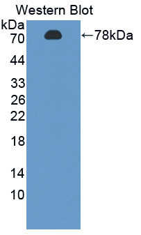 Polyclonal Antibody to Farnesyl Diphosphate Synthase (FDPS)
